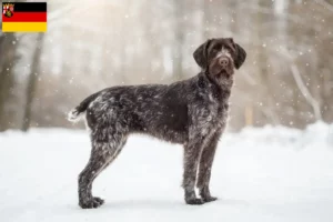 Read more about the article Deutsch Drahthaar criadores e cachorros na Renânia-Palatinado