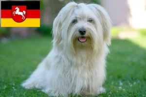 Read more about the article Criadores de Havanese e cachorros na Baixa Saxónia