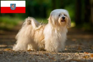 Read more about the article Criadores de Havanese e cachorros em Thuringia
