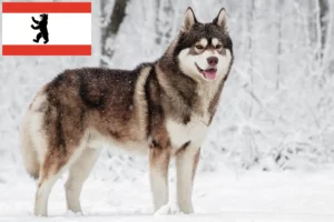Read more about the article Criadores de Husky e cachorros em Berlim
