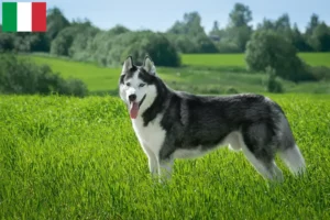 Read more about the article Criadores de Husky e cachorros em Itália