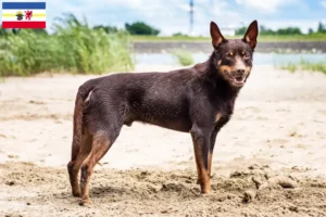 Read more about the article Criadores de Kelpie australiano e cachorros em Mecklenburg-Vorpommern