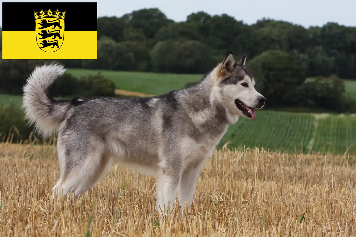 Cachorros e criadores de Malamute do Alasca Baden-Württemberg Aqui pode encontrar criadores de Malamutes do Alasca em Baden-Württemberg.
