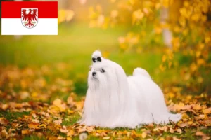 Read more about the article Criadores de Maltês e cachorros em Brandenburg