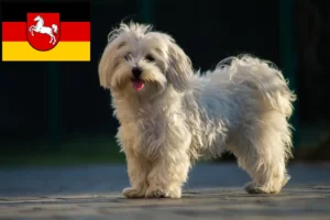 Read more about the article Criadores de Maltês e cachorros na Baixa Saxónia