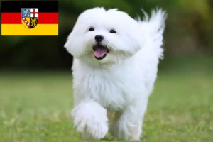 Read more about the article Criadores de Maltês e cachorros em Sarre