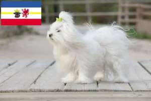 Read more about the article Criadores de Maltês e cachorros em Mecklenburg-Vorpommern