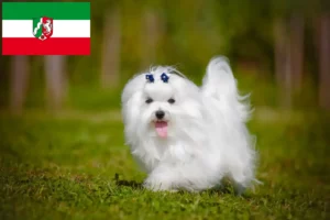 Read more about the article Criadores de maltês e cachorros na Renânia do Norte-Vestefália