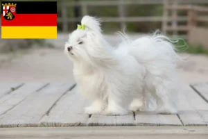 Read more about the article Criadores de Maltês e cachorros em Renânia-Palatinado