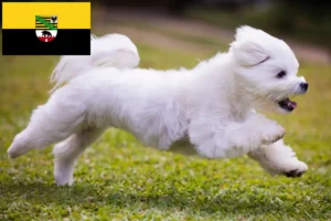 Read more about the article Criadores de Maltês e cachorros em Saxónia-Anhalt