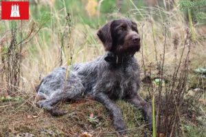 Read more about the article Deutsch Drahthaar criadores e cachorros em Hamburgo