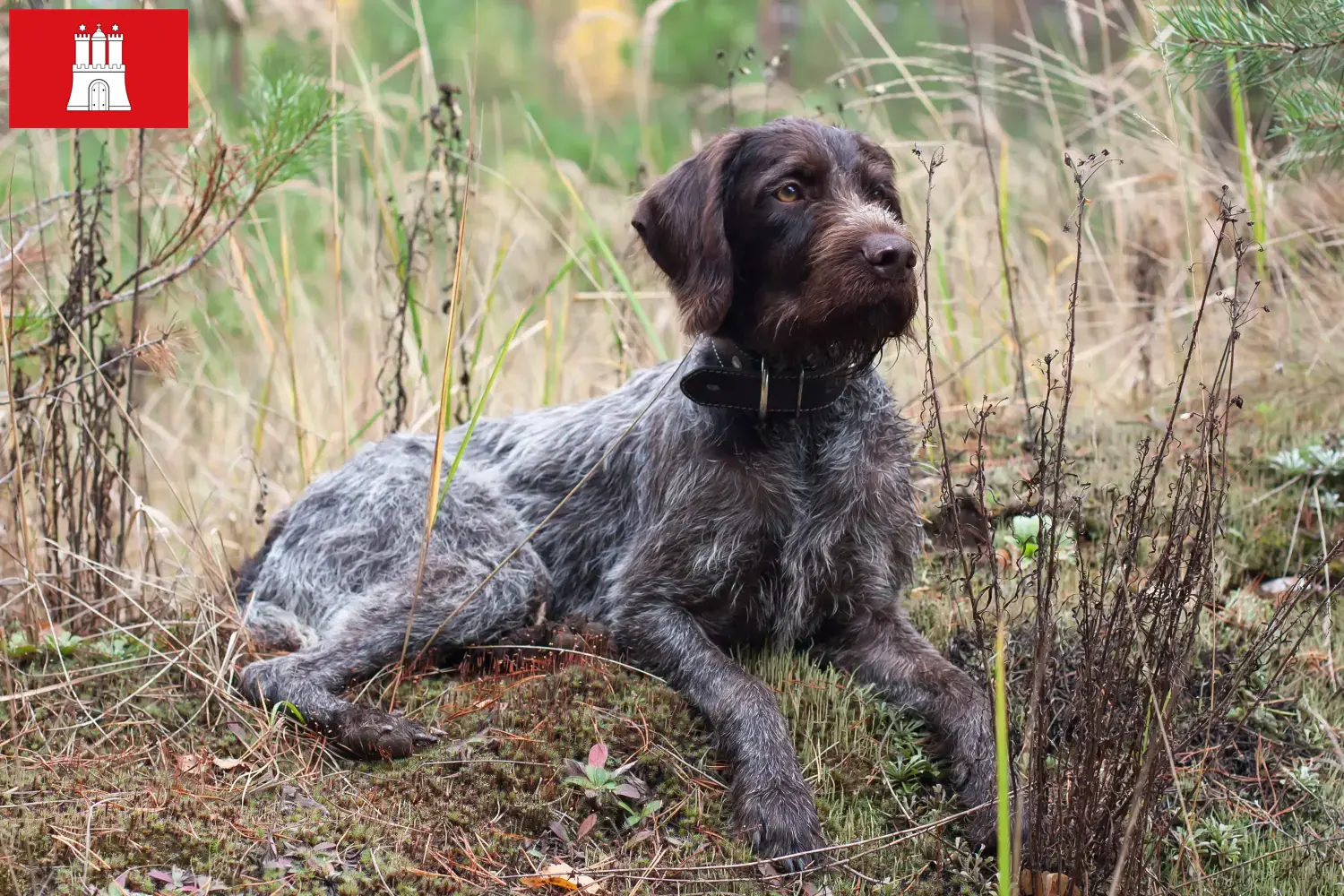 Read more about the article Deutsch Drahthaar criadores e cachorros em Hamburgo