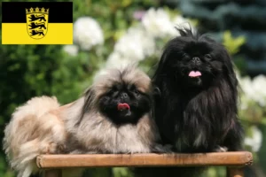 Read more about the article Criadores de pequinês e cachorros em Baden-Württemberg