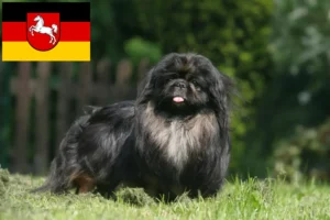 Read more about the article Criadores de pequinês e cachorros na Baixa Saxónia
