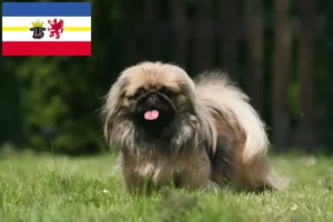 Read more about the article Criadores de pequinês e cachorros em Mecklenburg-Vorpommern