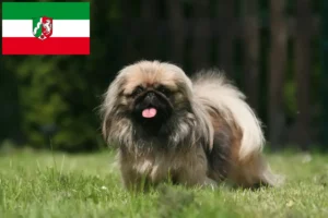 Read more about the article Criadores de pequinês e cachorros em Renânia do Norte-Vestefália