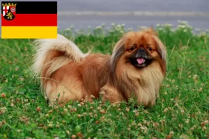 Read more about the article Criadores de pequinês e cachorros em Renânia-Palatinado