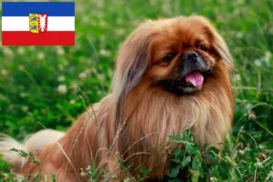 Read more about the article Criadores de pequinês e cachorros em Schleswig-Holstein