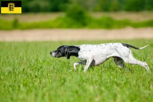 Read more about the article Criadores de Pointer inglês e cachorros em Baden-Württemberg