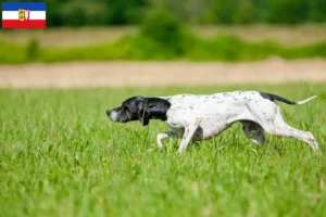 Read more about the article Criadores de Pointer inglês e cachorros em Schleswig-Holstein