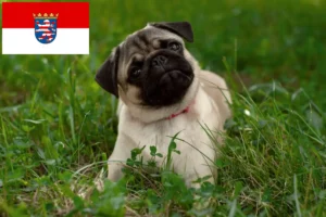 Read more about the article Criadores de pug e cachorros em Hessen