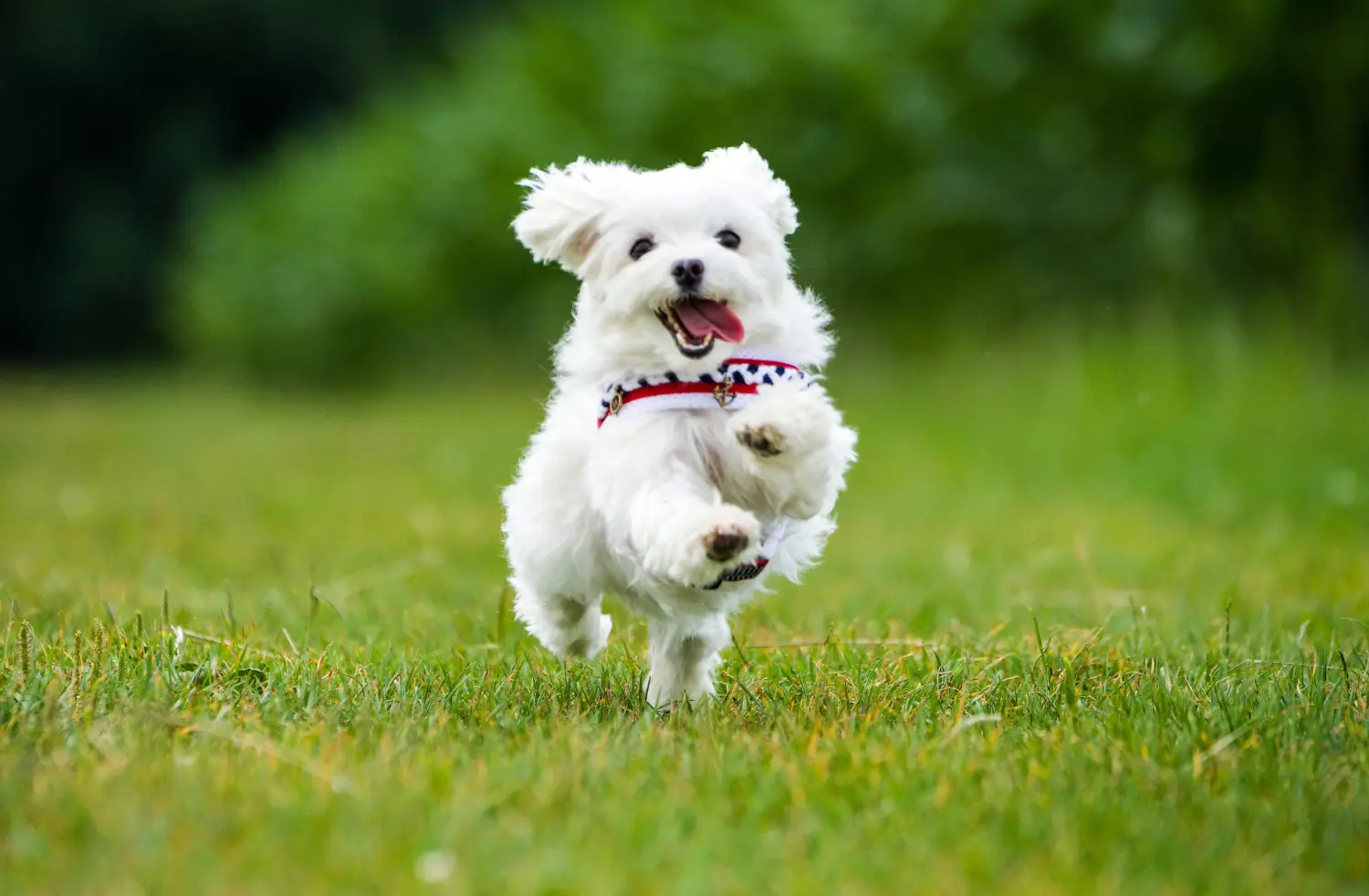 Comprar um cachorro maltês significa assumir a responsabilidade! Comprar cachorros malteses.