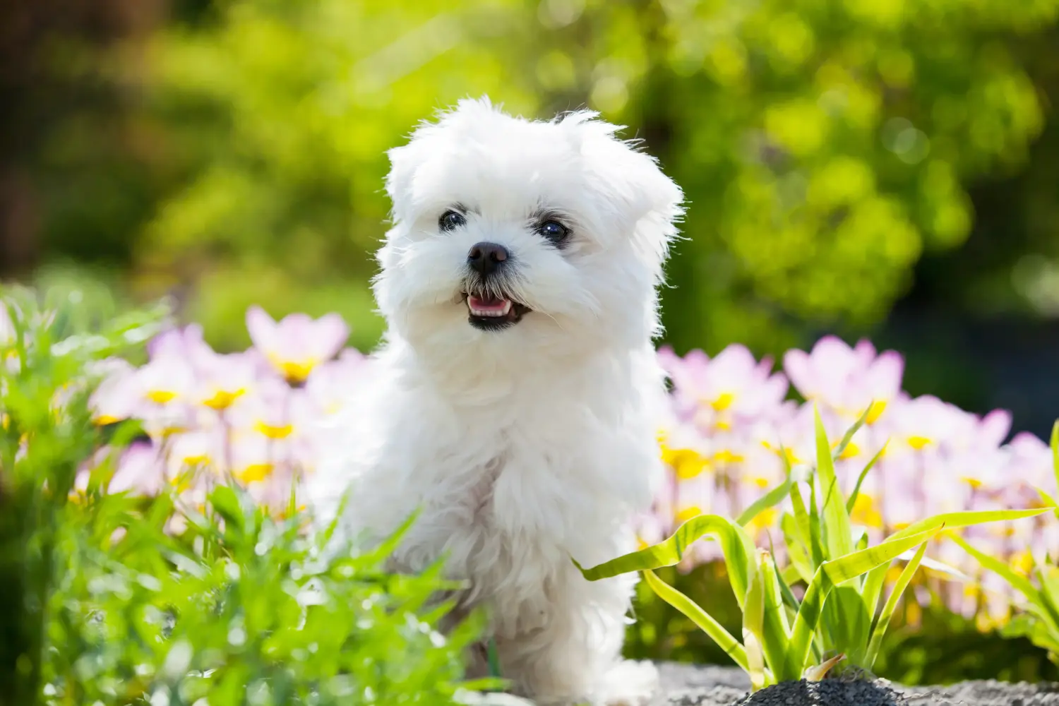 Comprar um cachorro maltês significa assumir a responsabilidade! Comprar cachorros malteses.
