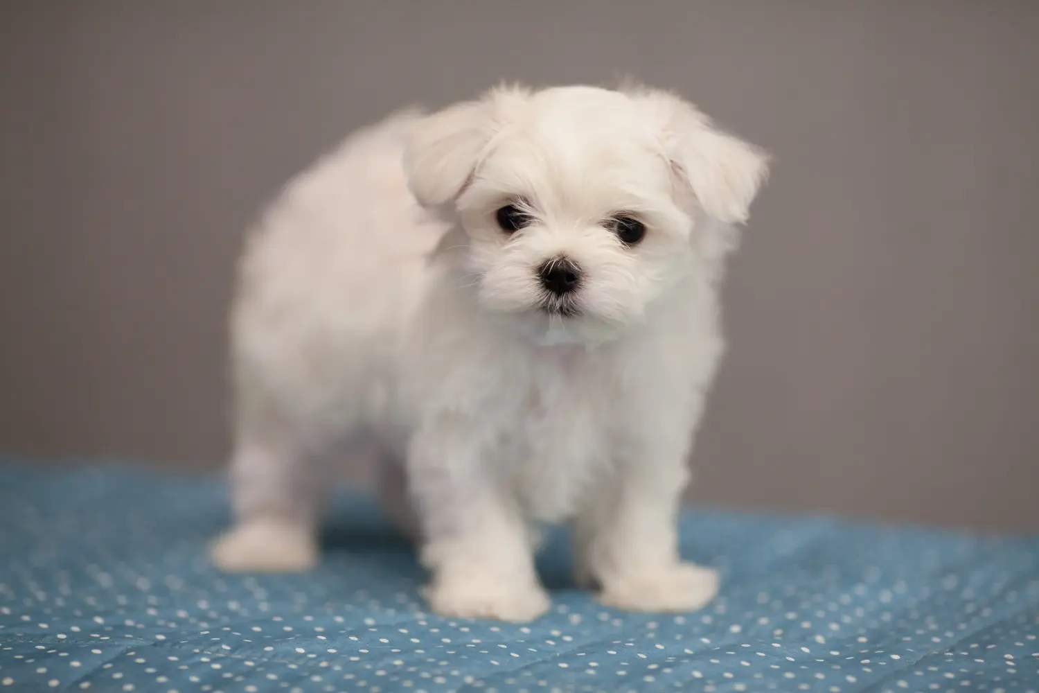 Comprar um cachorro maltês significa assumir a responsabilidade! Comprar cachorros malteses.