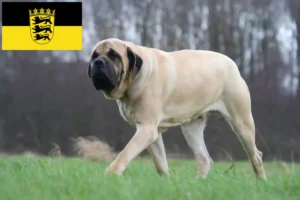 Read more about the article Criadores de Mastim e cachorros em Baden-Württemberg