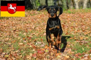 Read more about the article Criadores de Coonhound preto e castanho e cachorros na Baixa Saxónia