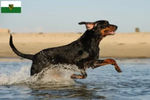 Read more about the article Criadores de Coonhound preto e castanho e cachorros em Saxónia