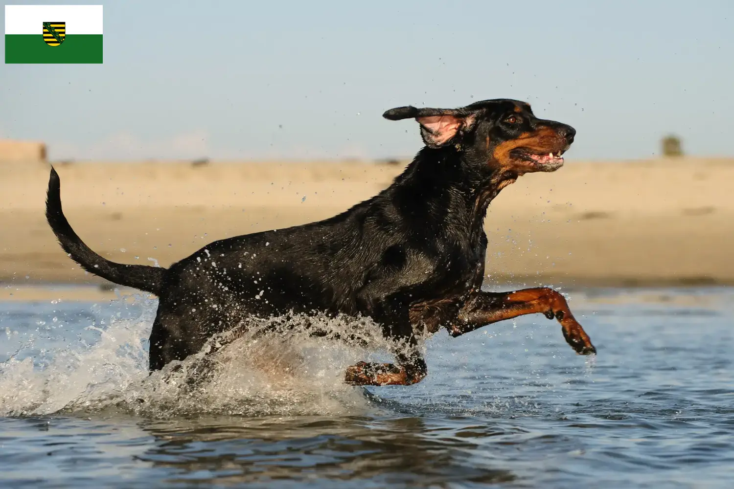 Read more about the article Criadores de Coonhound preto e castanho e cachorros em Saxónia