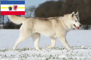 Read more about the article Criadores de Husky e cachorros em Mecklenburg-Vorpommern
