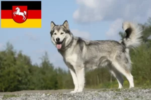 Read more about the article Criadores de Husky e cachorros na Baixa Saxónia