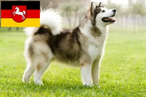 Read more about the article Criadores de Malamute do Alasca e cachorros na Baixa Saxónia