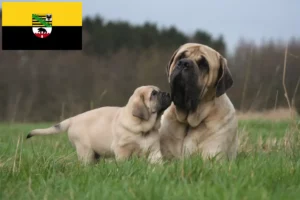 Read more about the article Criadores de Mastim e cachorros em Saxónia-Anhalt