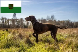 Read more about the article Criadores de pelo curto alemão e cachorros na Saxónia