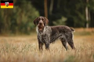 Read more about the article Deutsch Drahthaar criadores e cachorros em Saarland