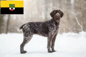 Read more about the article Deutsch Drahthaar criadores e cachorros na Saxónia-Anhalt