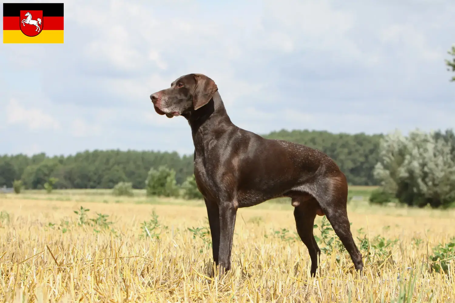 Cachorros de pelo curto alemão e criadores Baixa Saxónia Aqui pode encontrar criadores de pelo curto alemão na Baixa Saxónia.