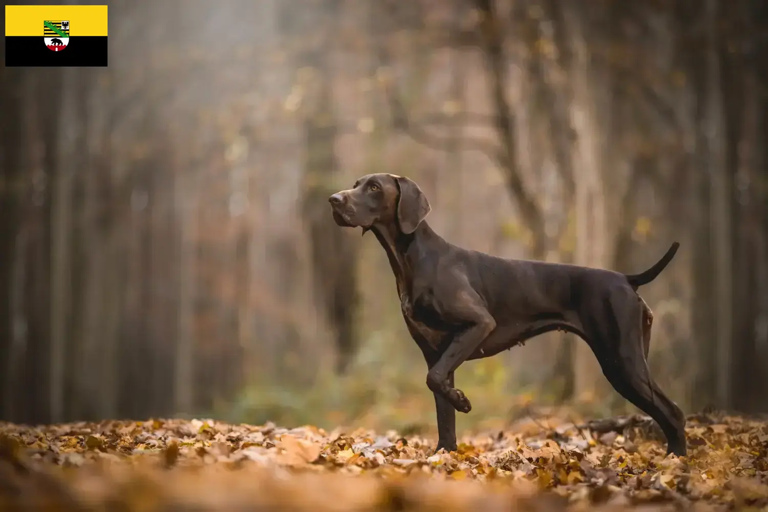 Cachorros de pelo curto alemão e criadores Saxónia-Anhalt Aqui pode encontrar criadores de pelo curto alemão em Saxónia-Anhalt.