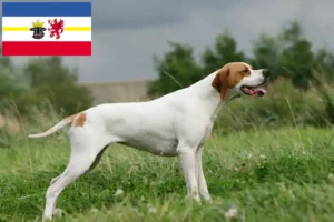 Read more about the article Criadores de Pointer inglês e cachorros em Mecklenburg-Vorpommern
