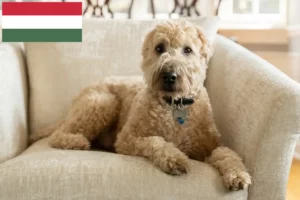Read more about the article Criadores e cachorros de Irish Soft Coated Wheaten Terrier na Hungria