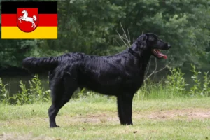 Read more about the article Criadores de Flat Coated Retriever e cachorros na Baixa Saxónia