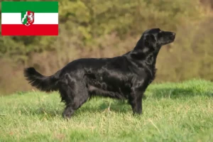 Read more about the article Criadores de Flat Coated Retriever e cachorros na Renânia do Norte-Vestefália