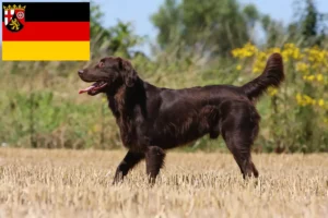 Read more about the article Criadores de Flat Coated Retriever e cachorros em Rhineland-Palatinate