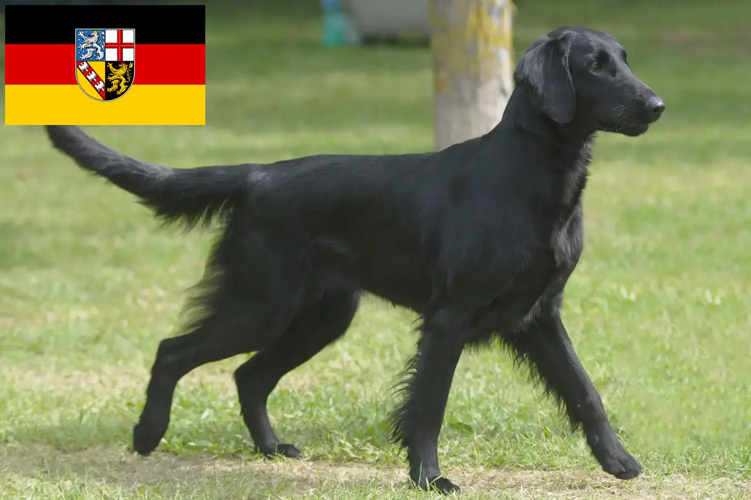 Flat Coated Retriever cachorros e criadores Sarre Aqui pode encontrar criadores de Flat Coated Retriever em Saarland.