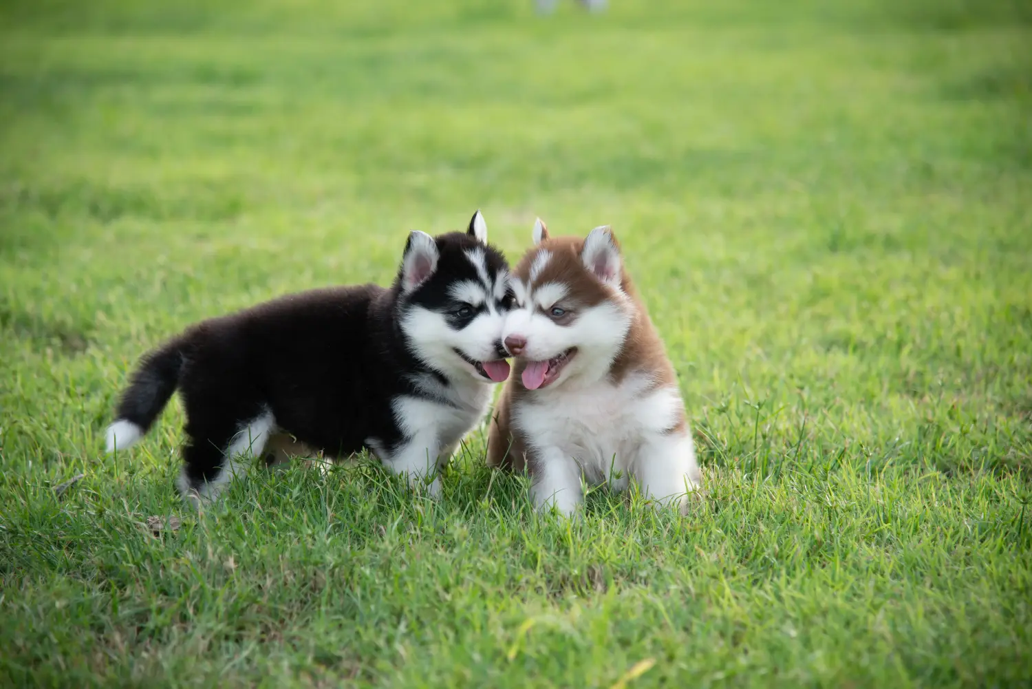 Comprar um cachorro Husky significa assumir responsabilidades! Comprar cachorros Husky.