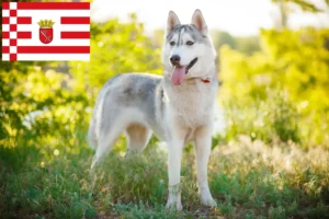 Read more about the article Criadores de Husky e cachorros em Bremen