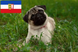 Read more about the article Criadores de pug e cachorros em Schleswig-Holstein